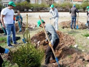 Над 5 000 дръвчета ще бъдат засадени до края на годината във Враца